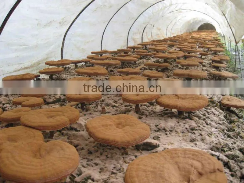 Reishi Mushroom Extract 30% Polysaccharides (UV-VIS)