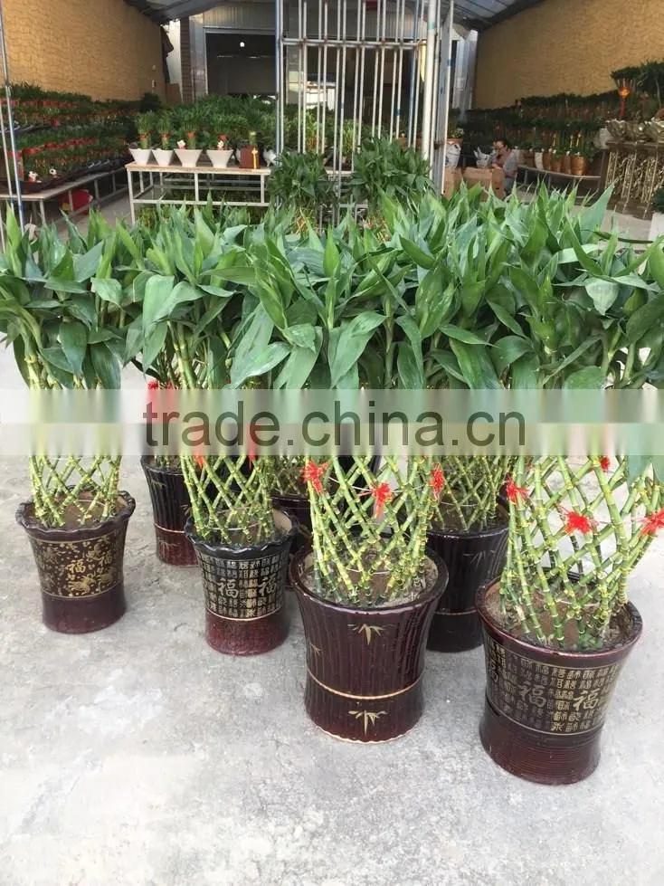 Dracaena sanderiana Sander