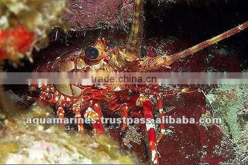 Sri Lanka Tropical Fish Aquarium Fish Ornamental Fish
