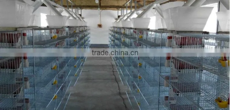 Automatic high essential quail farm cage/quail cage for sale HJ-QC300