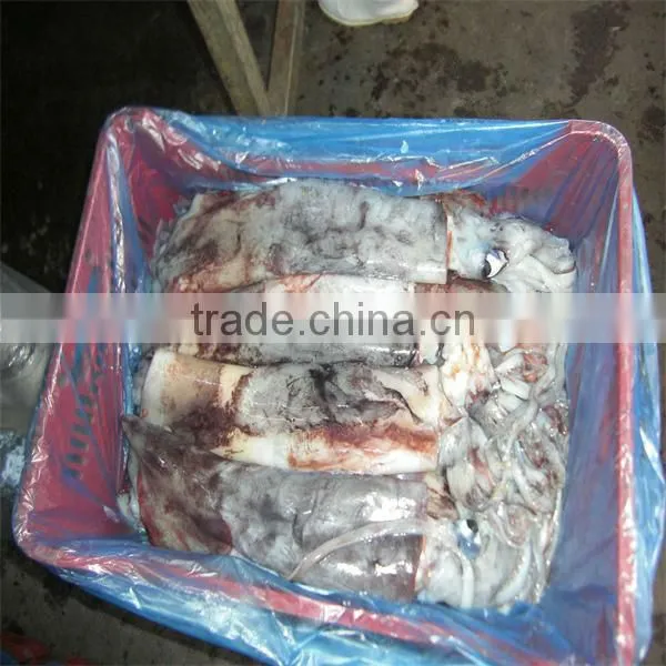 frozen baby squid and fresh seafood sales