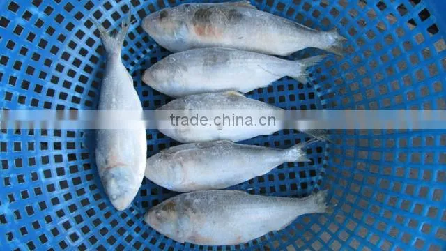 FROZEN SARDINE