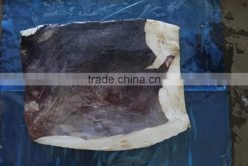 Frozen Seafood Peru Giant Squid Meat/Wing Squid Fillet