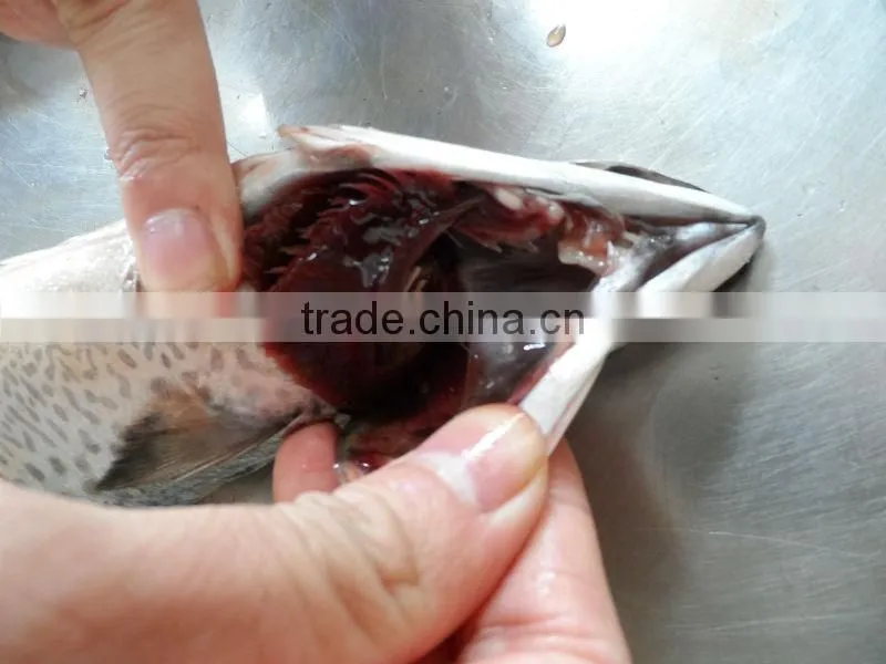 NEW FROZEN MACKEREL FROM CHINA