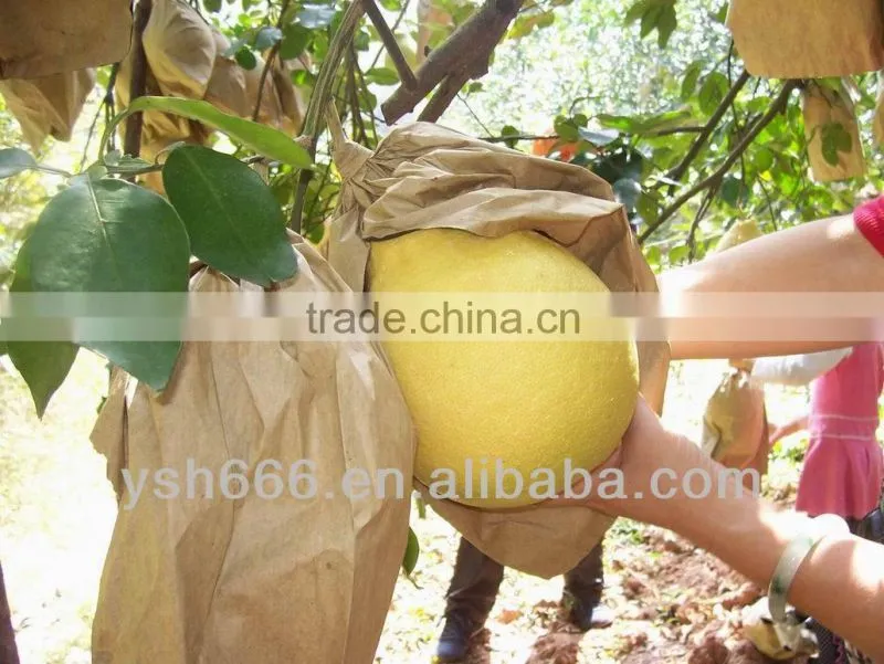 2 layers fruit protection pear bag for growing