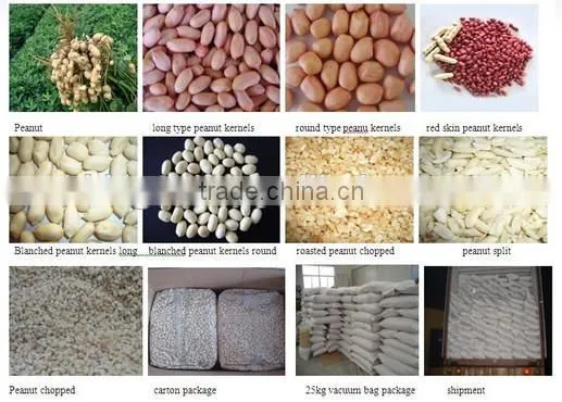 Supply Roasted Peanut in shell with good Quality