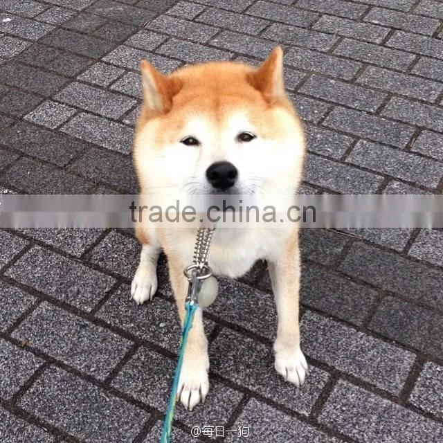 2014 new pet dog products Pet's Pest Repeller