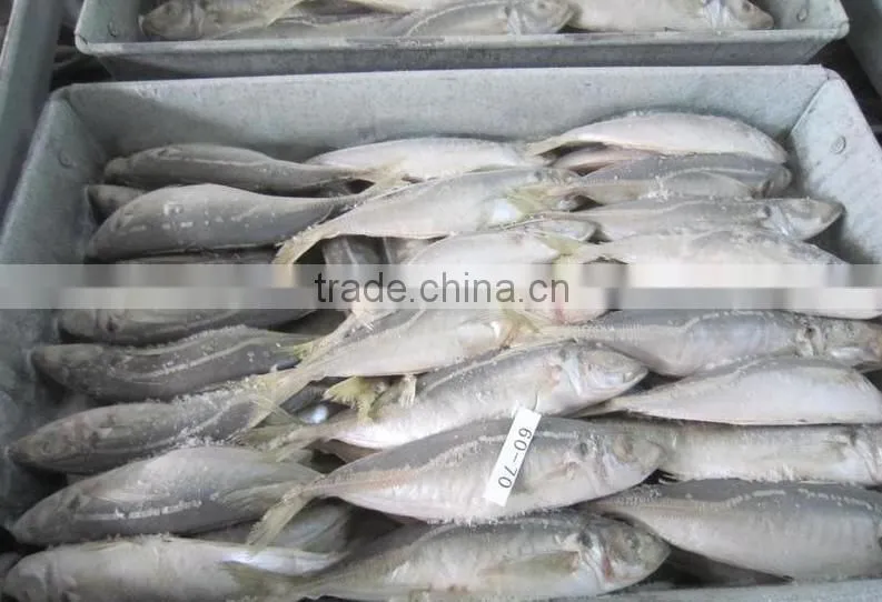 New arrival good quality frozen horse mackerel fish