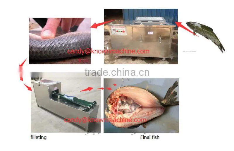 Automatic small fish viscera removal machine small fish cutting machine fish processing equipment