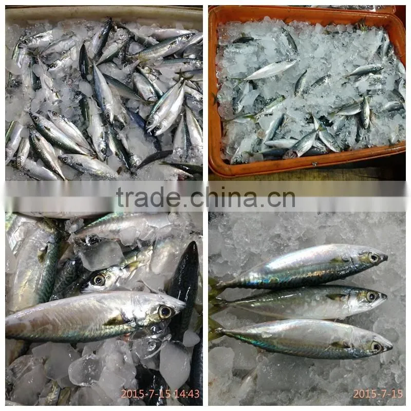 Fresh Frozen Atlantic Mackerel Fish