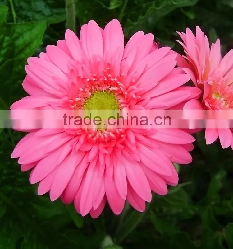 Fashion Honey pink gerbera daisy