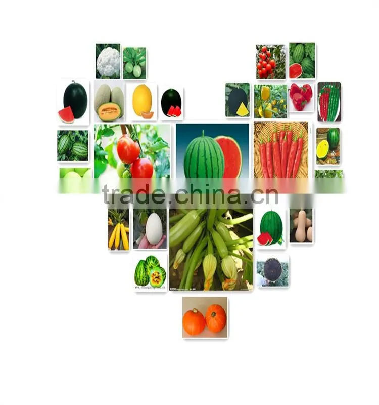 Black Pearl 2 black skin high yield hybrid f1 pumpkin seeds