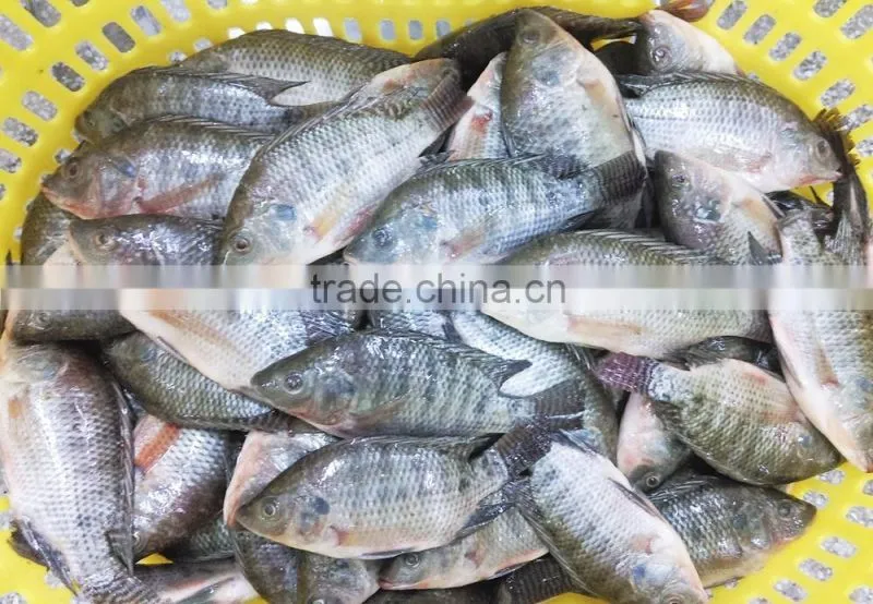 Best price tilapia fish farming raised