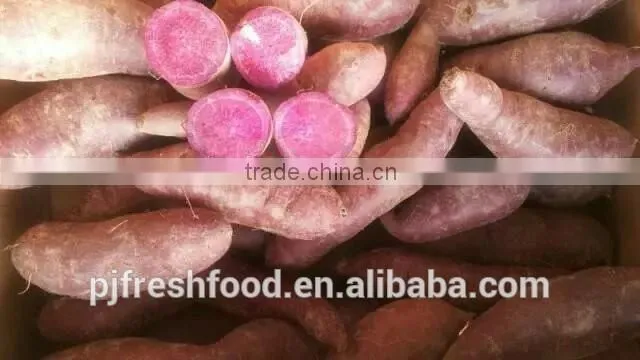 Fresh Sweet purple Potato/red skin potato