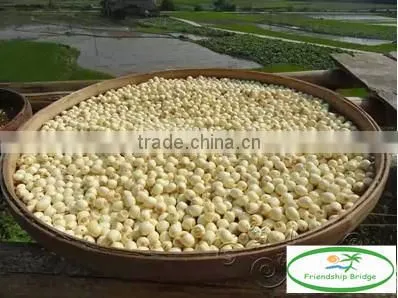 Nelumbo nucifera Gaertn Lotus nut Lotus seeds
