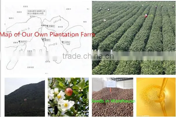 ORGANIC TEA SEED OIL-GREEN TEA SEED OIL-CAMELLIA SINENSIS O KTZE- TOP FACTORY