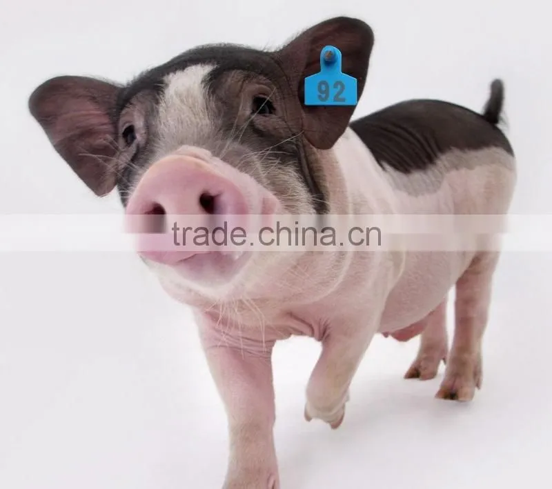 ear tag for swine with metal pin and TPU in yellow 50*16 mm