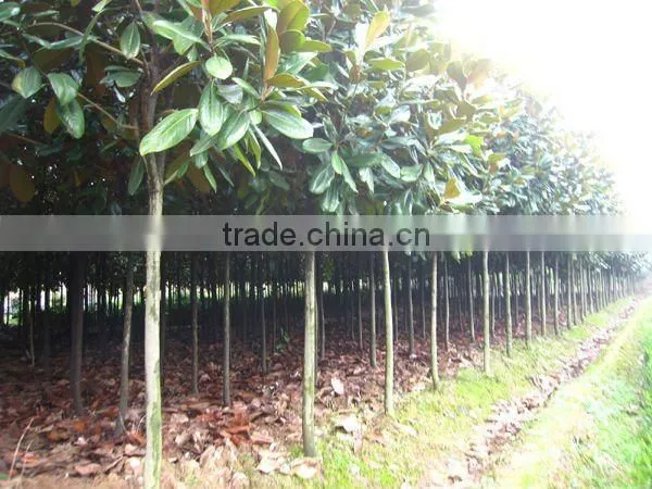 Magnolia grandiflora download from lorry