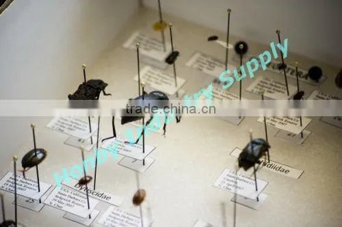 Taxidermy 5# Entomological Insect Pin