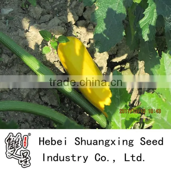 Yellowtiao chinese yellow skin early mature Squash seeds