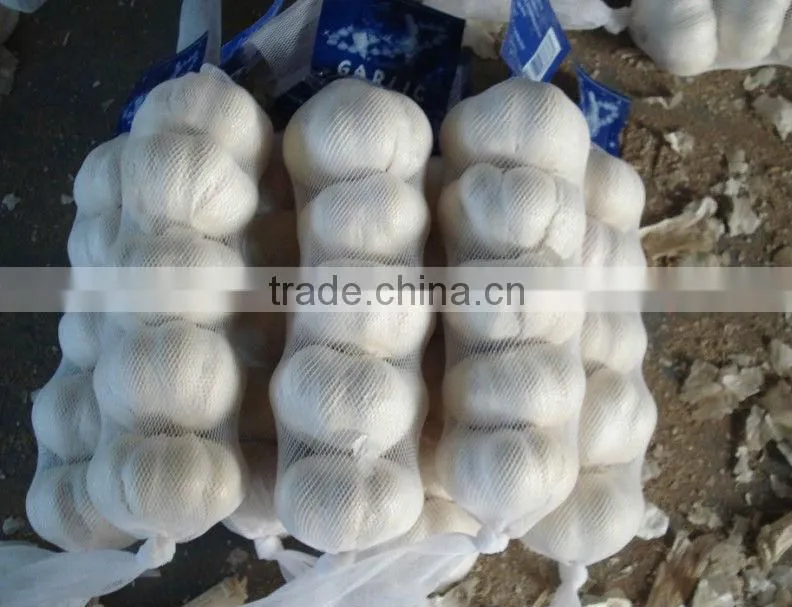 fresh garlic