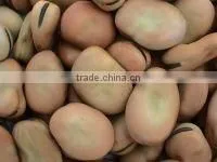 Gansu broad beans