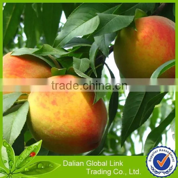 new crop Chinese canned yellow peach slice 12*820g