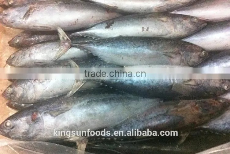 Export whole round seafood fish wholesale frozen skipjack sea food tuna price kingsun foods