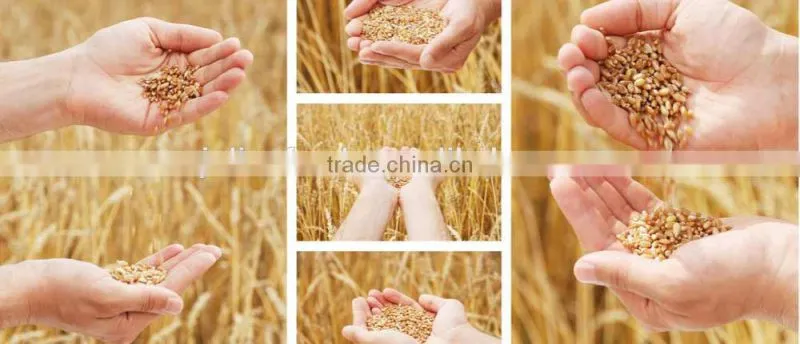 Chinese Egg Noodles With Kosher/BRC/HALAL Certificate 400g/350g/250g