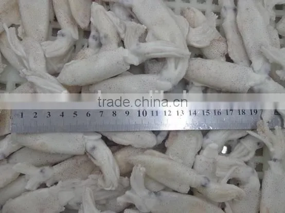 Frozen IQF north China baby squid