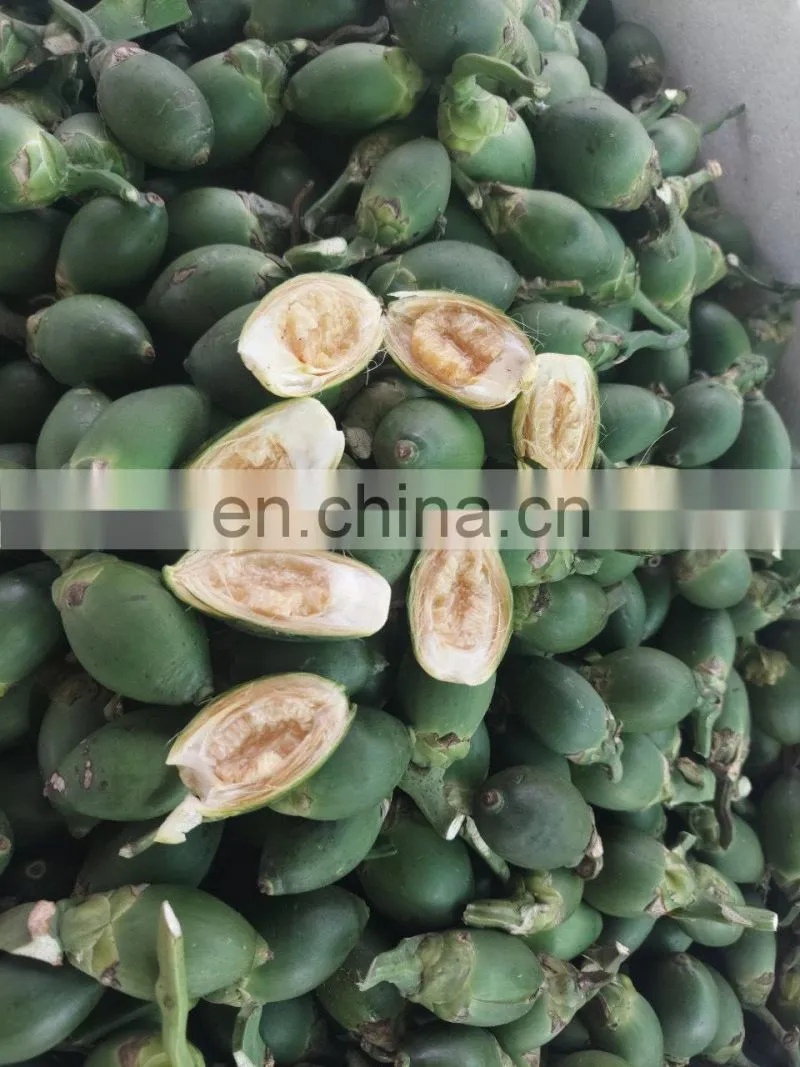 Vietnam High Quality Fresh Areca nut/Betel Nuts
