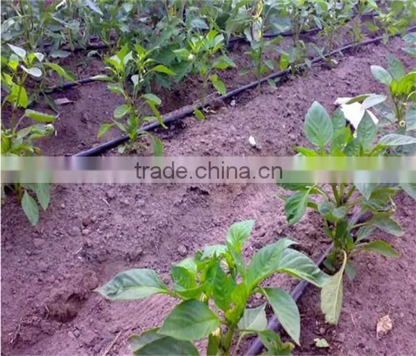 Drip irrigation line. 0.25mm thickness +30CM SPACE.