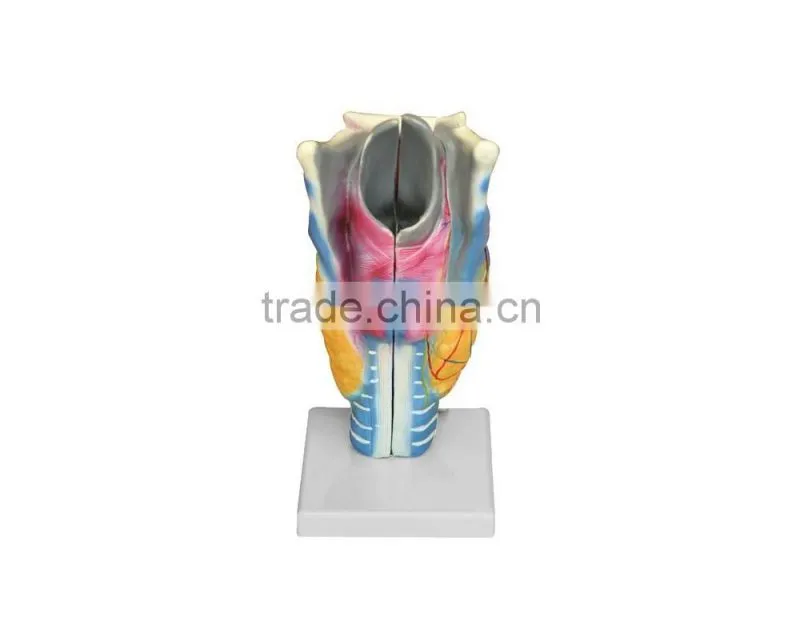 PVC larynx medical model