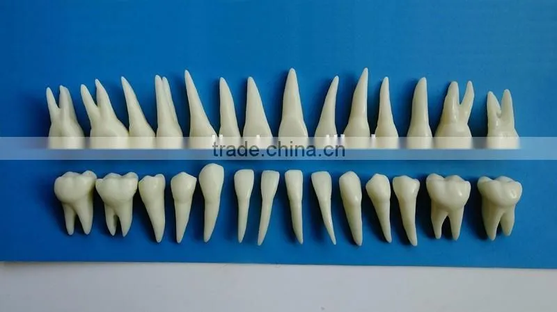 Dental same proportionally simulation model DEA-43