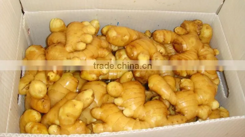 CHINESE FRESH GINGER for turkey good quality