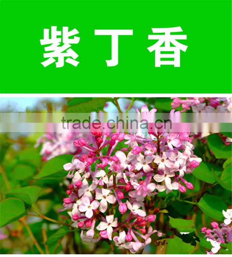 High Quality Lilac Syringa oblata Winter Daphne seeds
