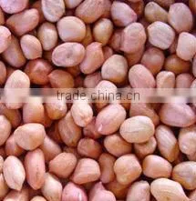 blanched peanuts kernels with new crop