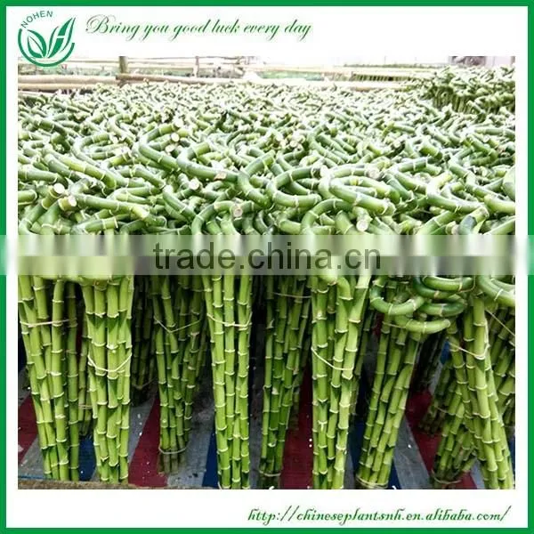 indoor decoration sanderiana dracaena spiral lucky bamboo wholesale