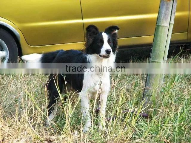nice appearance dog collars,colorful pets leashes