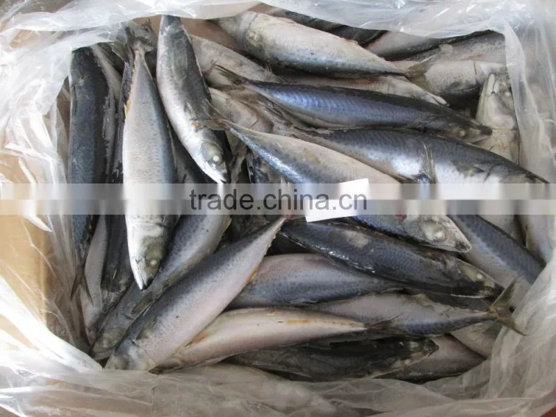 Fresh Frozen Atlantic Mackerel Fish
