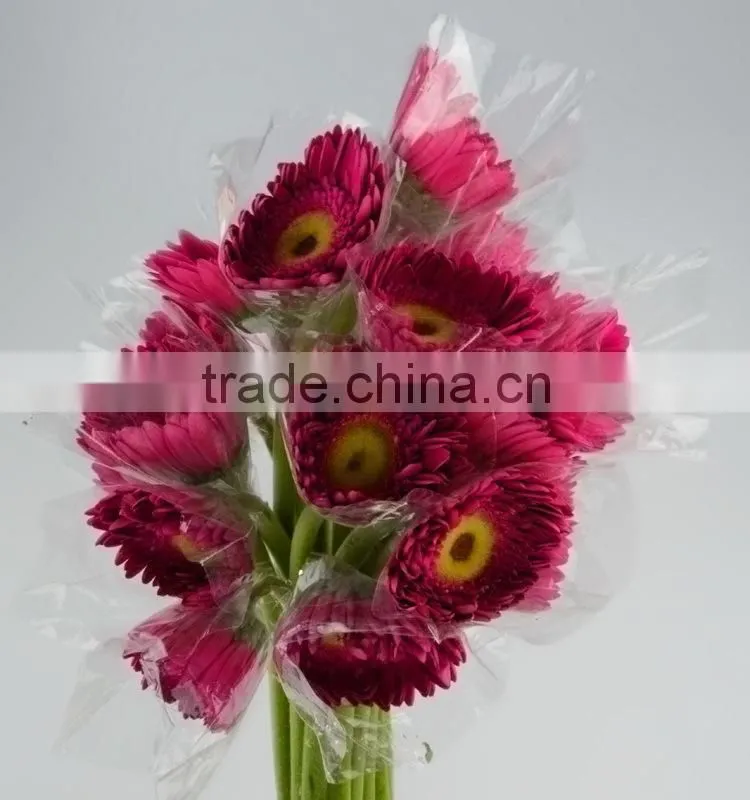 Bottom price Purple Petal fragrant aroma fresh flowers gerberas