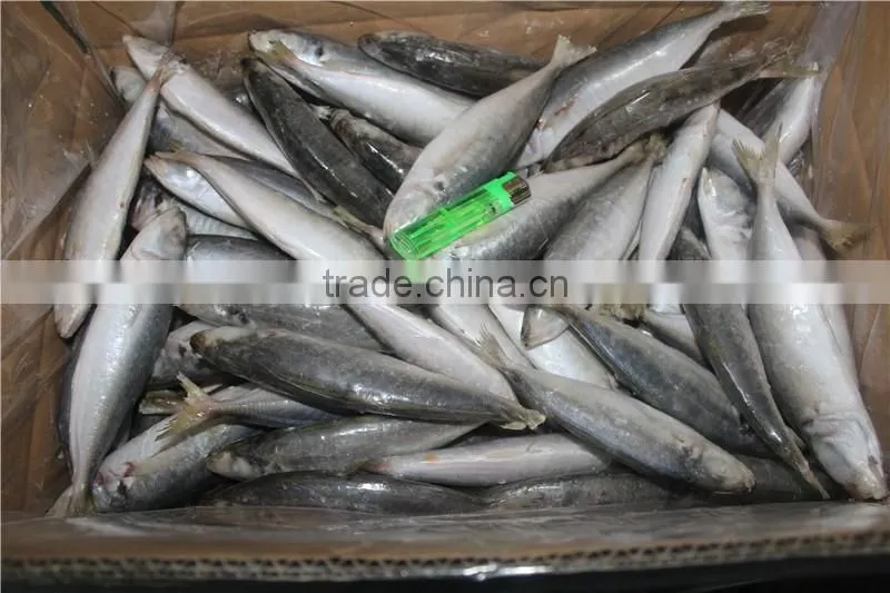 horse mackerel price