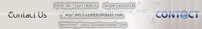 Chinese sunflower seeds 5009 Long shape 270PCS/50G