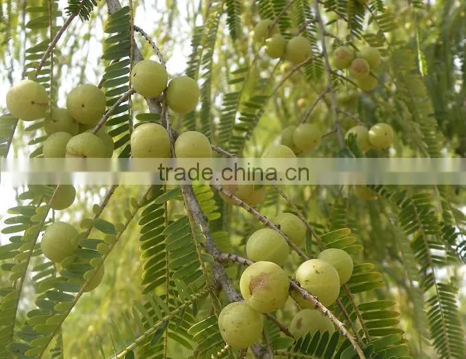 Fresh Indian Goosebery