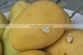 Hoa Loc Mango / Mango Vietnam