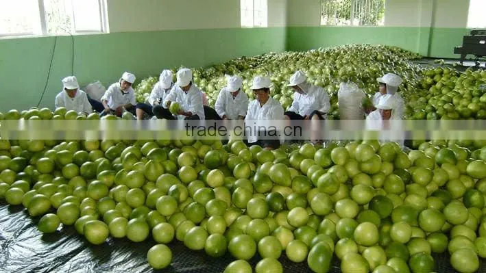 China original fruit fresh honey pomelo
