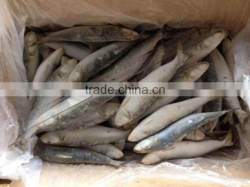 frozen sardine fish