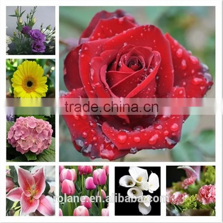 Artificial Plants Statice White Cut Fresh Flowers For Gathering