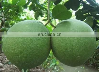 GREEN POMELO FROM VIET NAM