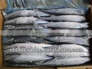 Pacific Saury / Sanma / Mackerel Pike